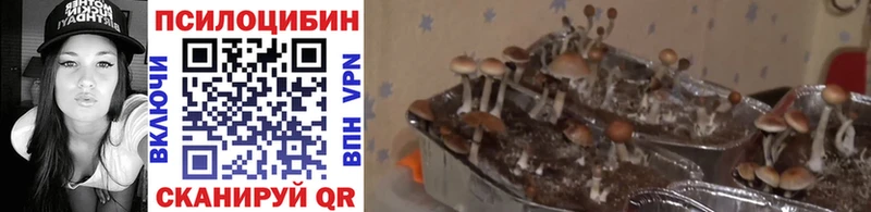 закладки  Ахтубинск  Псилоцибиновые грибы ЛСД 
